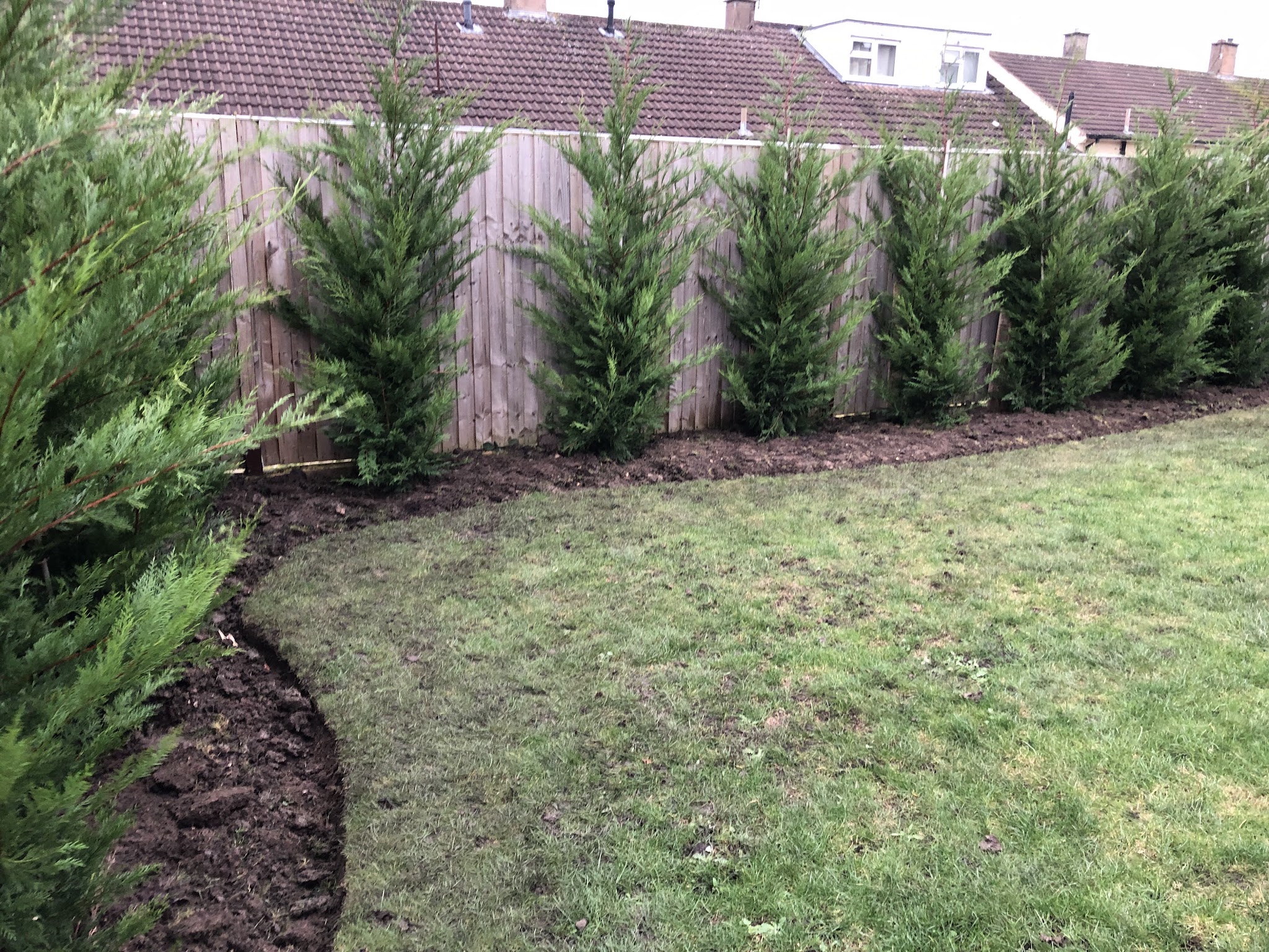 New close-board fence behind a row of conifers and a fresh lawn edge